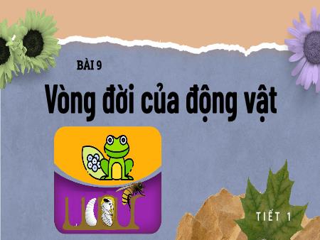 Bài giảng STEM Lớp 5 - Bài 9: Vòng đời của động vật